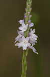 Narrowleaf vervain